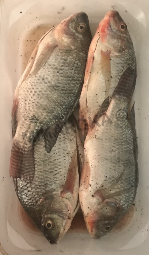 Tilapia frais calibre moyen